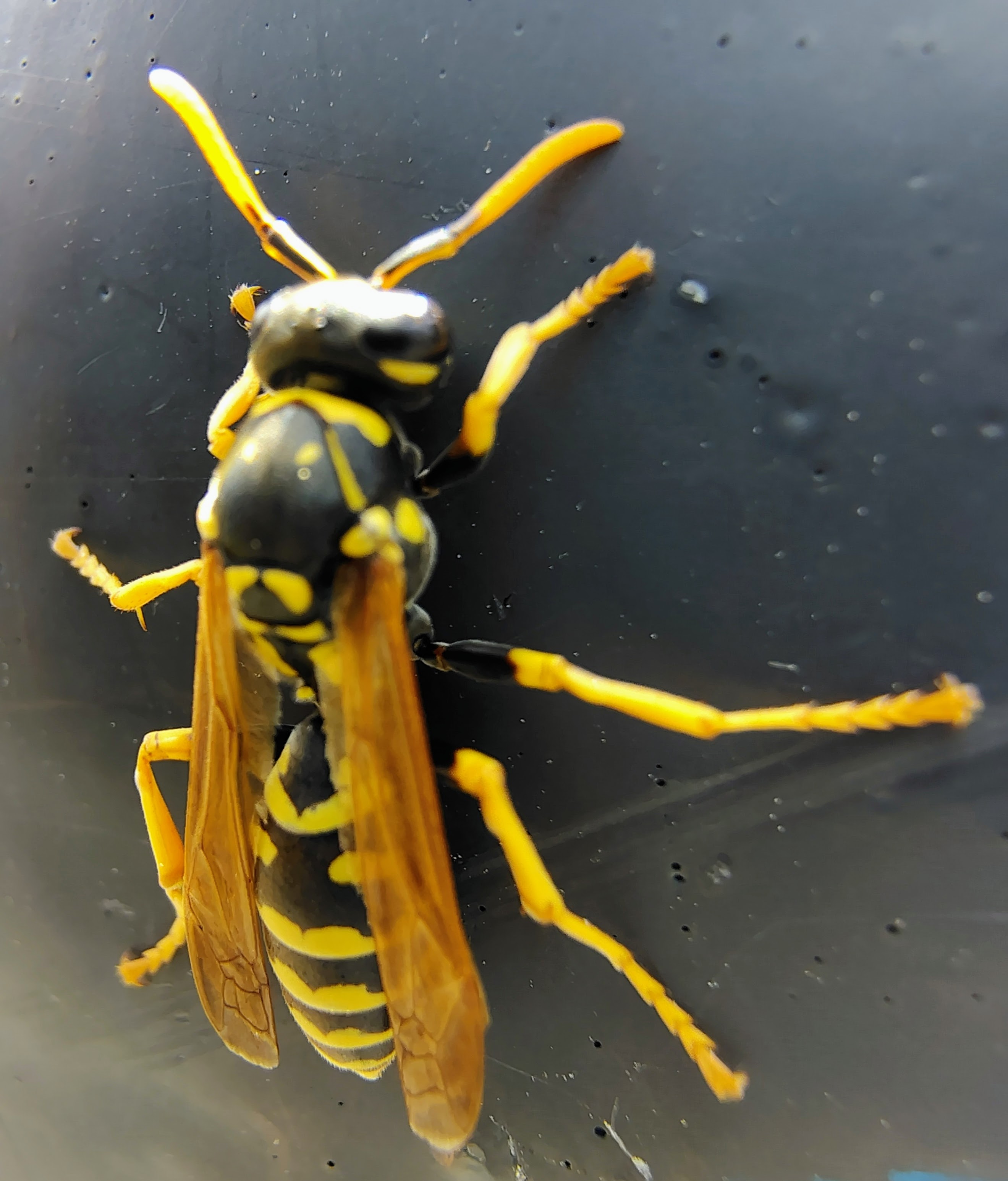 A wasp